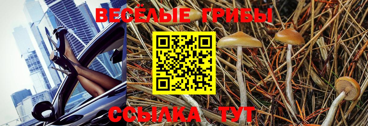 Псилоцибиновые грибы GOLDEN TEACHER  Вход с VPN  Псилоцибиновые грибы прущие грибы  даркнет сайт  Ачхой-Мартан 